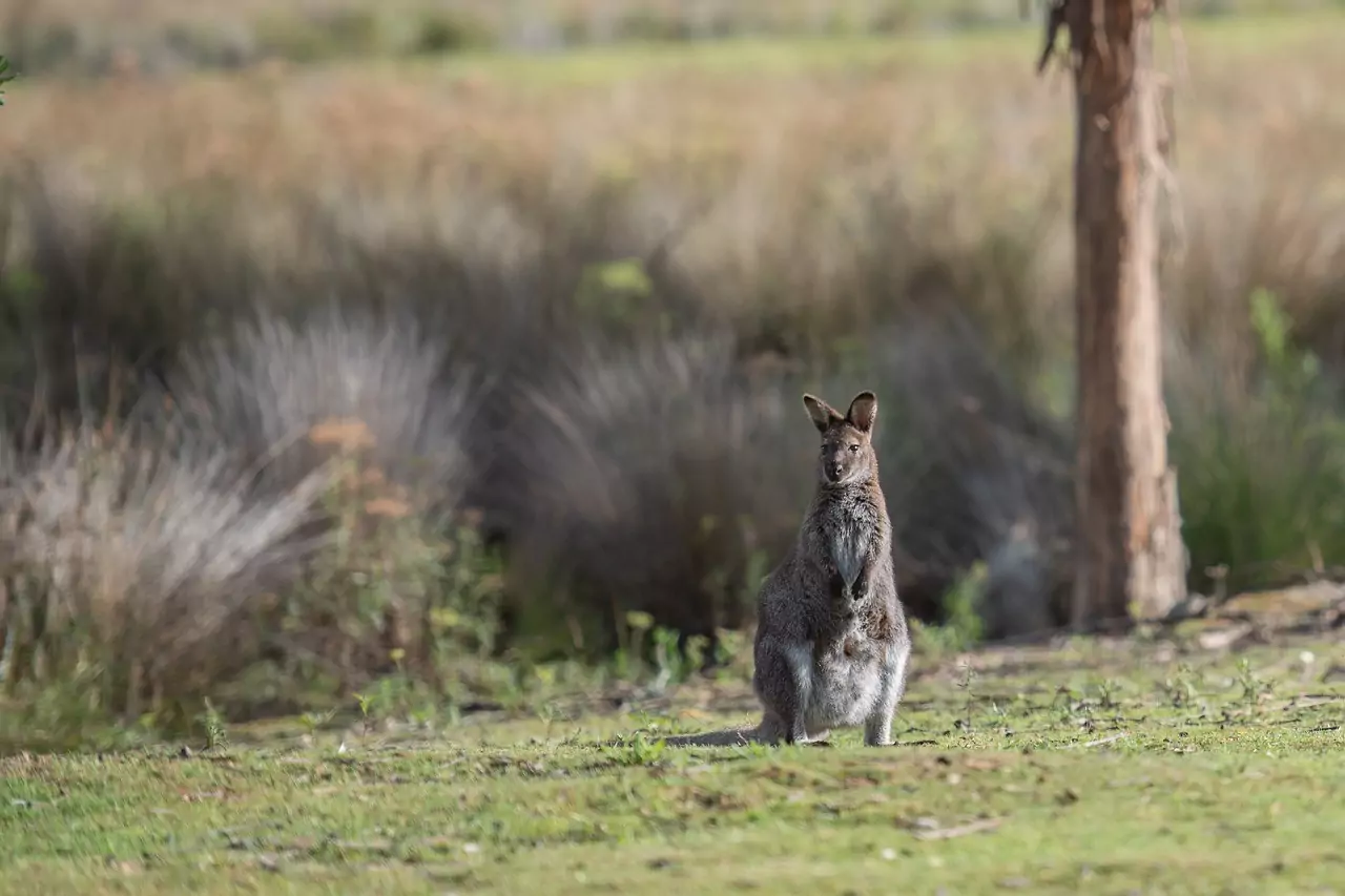 Why Australia Remains a Strong Option for a New Life